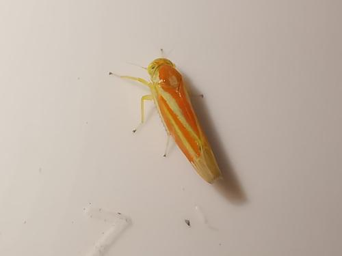 Réf. 294 349 : Alebra albostriella